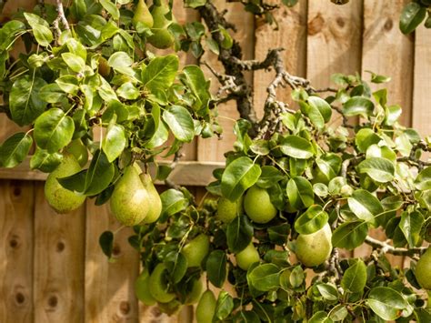 Fruit yard - Growers in zone 7b have the good fortune of being able to grow at least five different fruit trees, ranging from common fruits like apples to unusual fruits like quince. 1. Apple ( Malus domestica) Apples are one of the most popular fruit tree choices for backyard orchards.